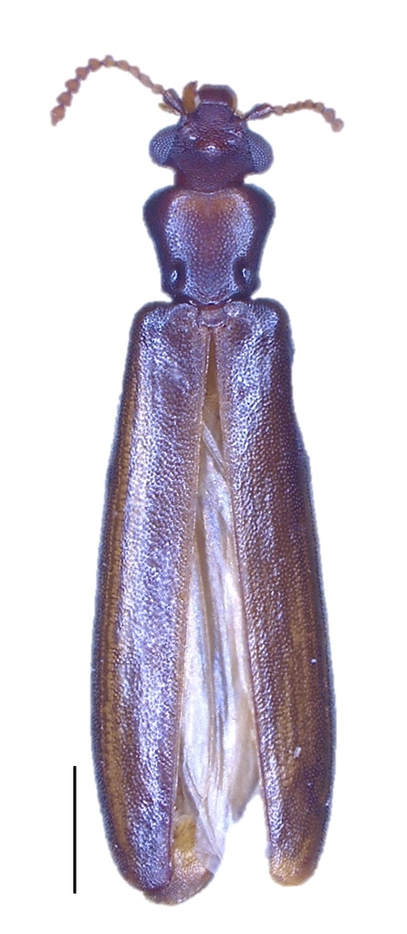 Hemipeplus anishae