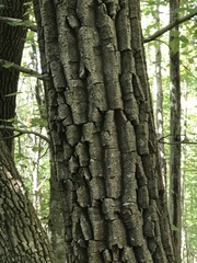 Oxydendrum