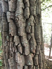 Oxydendrum