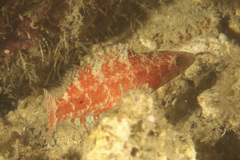 Oriental Maori Wrasse photo 3
