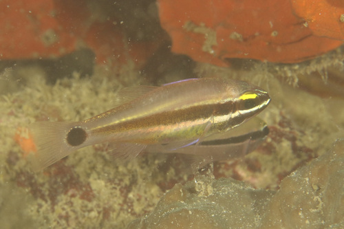 Meteor cardinalfish (Ostorhinchus selas) — Apogonidae — 2