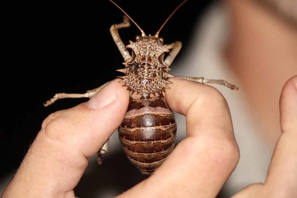 Eugasteroides