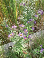 Symphyotrichum novae-angliae