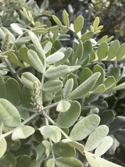 Dermatophyllum secundiflorum