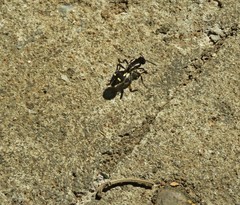 Traumatomutilla graphica