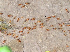 Syntermes molestus