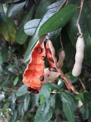 Capparis odoratissima