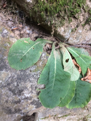 Primulaceae