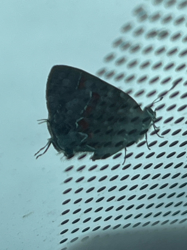 Red-banded Hairstreak photo 4