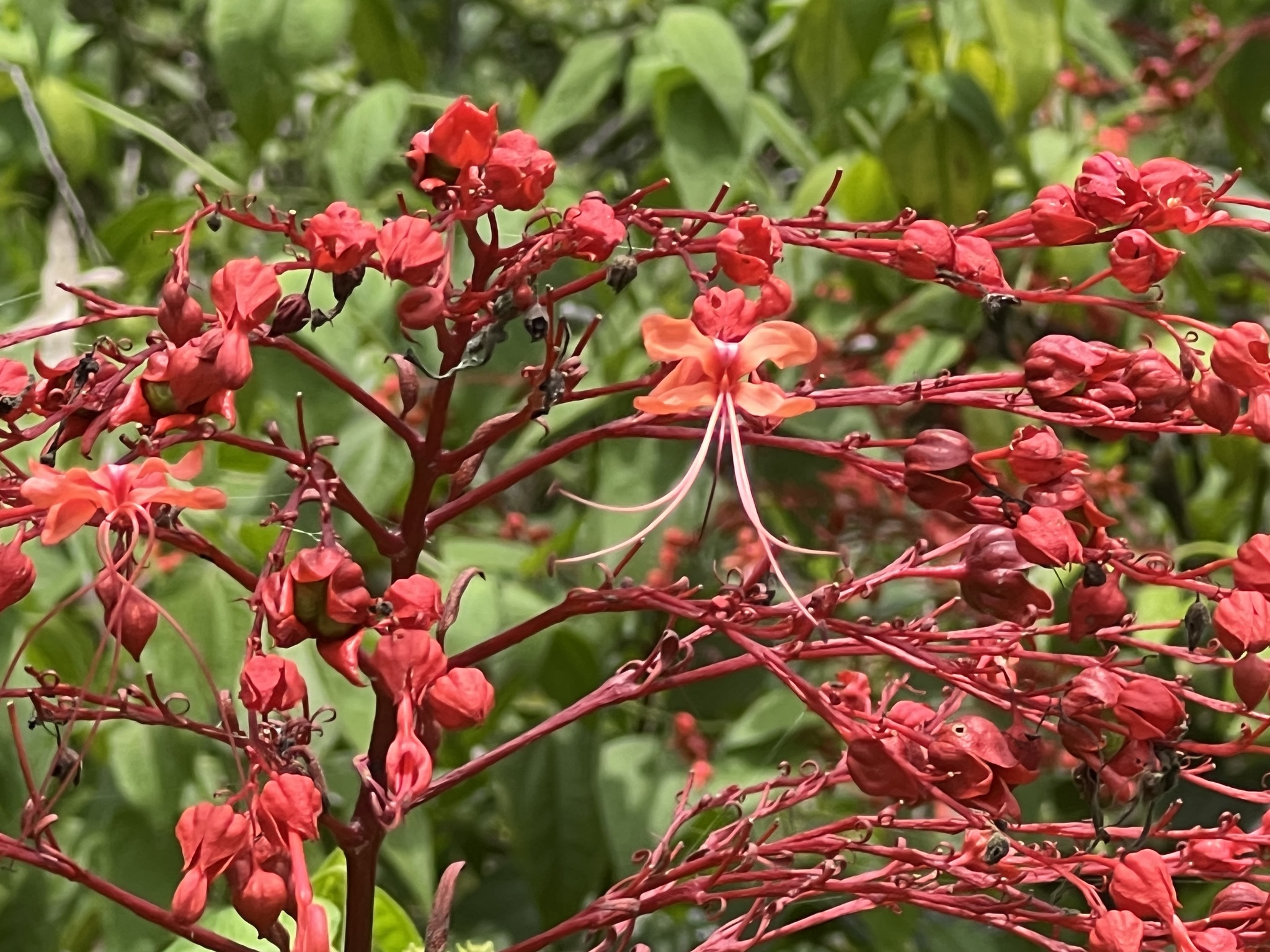 Clerodendrum japonicum — ảnh 2
