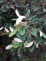 Capparis odoratissima