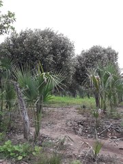 Capparis odoratissima