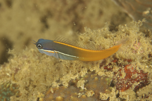 Driekleur-koraalslijmvis (Ecsenius tricolor) — Blenniidae