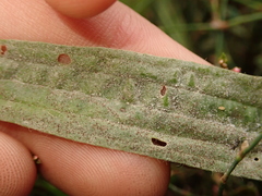 Podosphaera plantaginis