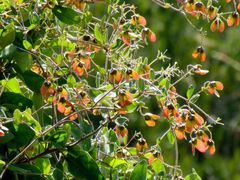 Sphedamnocarpus pruriens