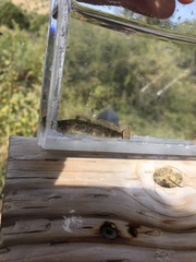 Cottus beldingii