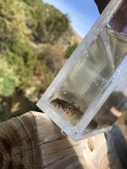 Cottus beldingii