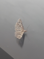 Alucita montana