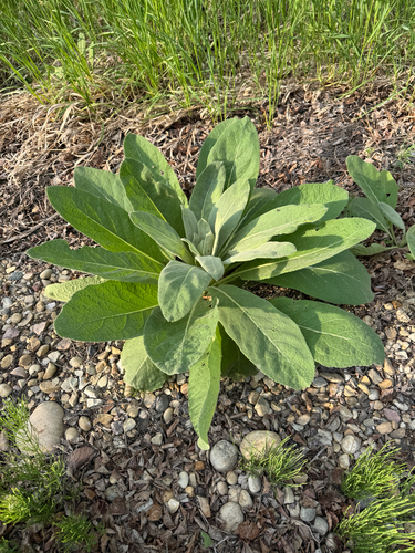 great mullein