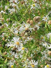 Bombus impatiens