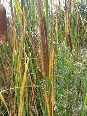 Typha