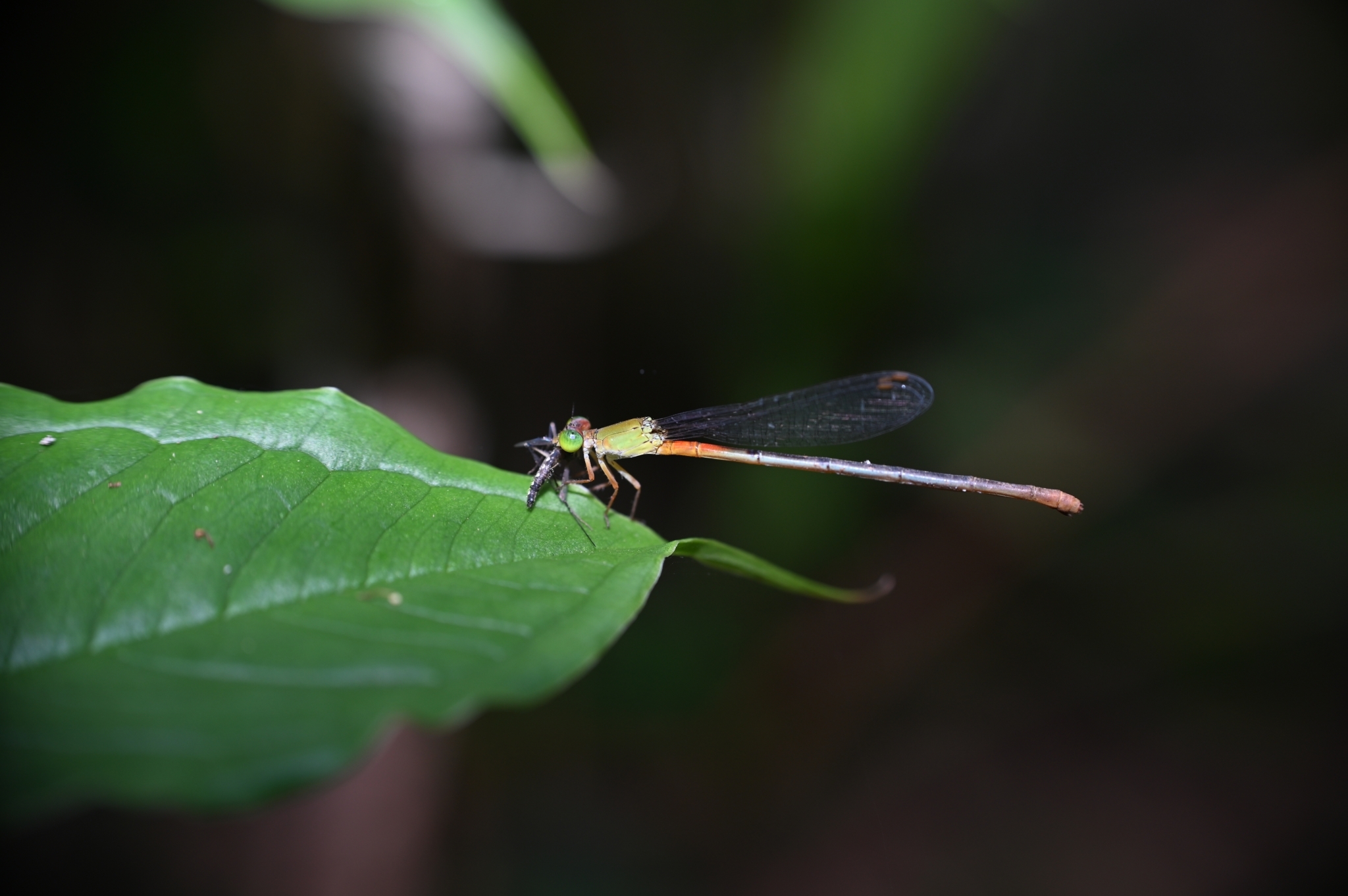 Orange-Tailed Marsh Dart