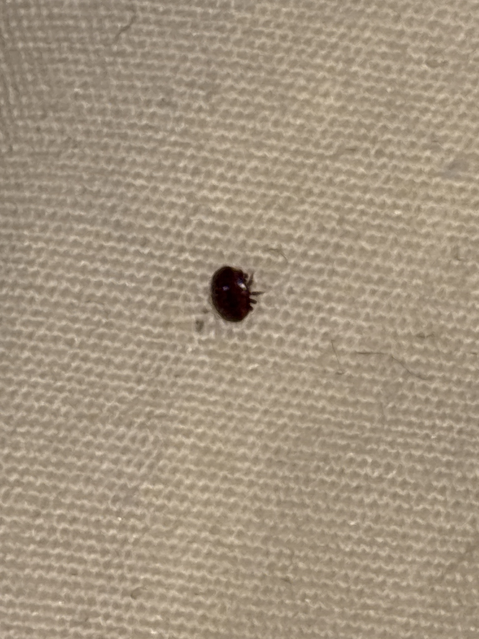 Varroa destructor Anderson & Trueman, 2000
