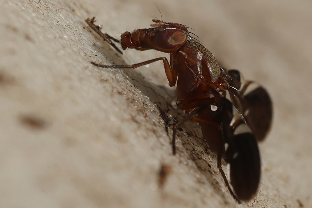 Winged Fly Common Picture-winged Fly from Union Square, New York, NY, USA on June ...