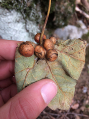 Pediaspis aceris