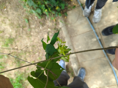 Telosma cordata observed 2025-06-11