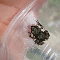 Eleutherodactylus verrucipes