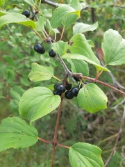 Rhamnus cathartica