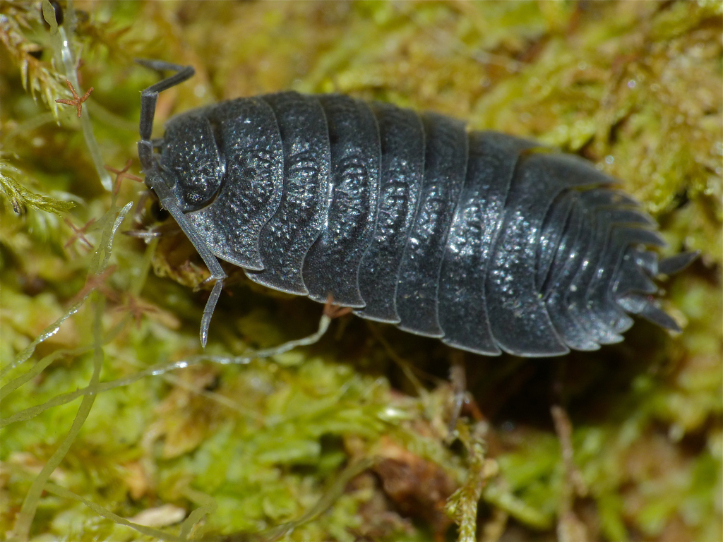 Porcellio