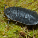 Porcellio - Photo (c) Bernard DUPONT, some rights reserved (CC BY-SA)