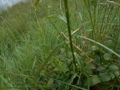 Phyteuma spicatum spicatum