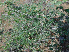 Euphorbia magdalenae