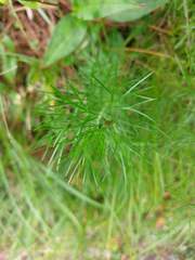 Artemisia oligocarpa