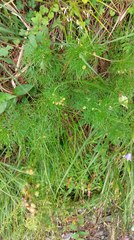Artemisia oligocarpa