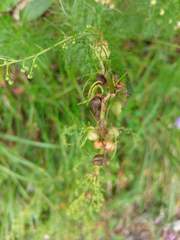 Artemisia oligocarpa