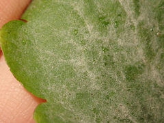 Erysiphe macleayae