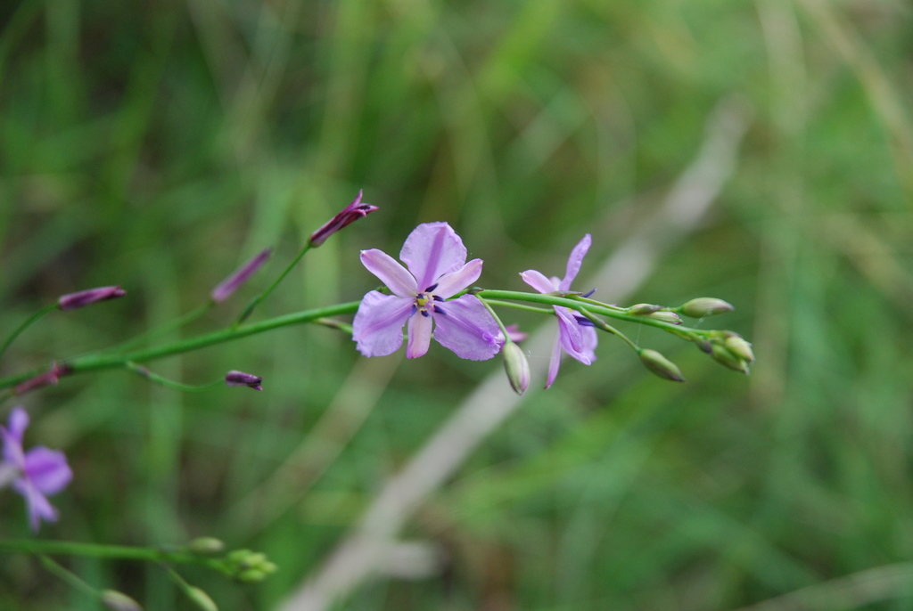 Dichopogon