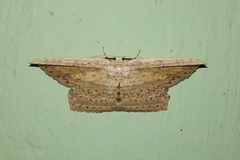 Phalacra vidhisara