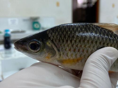 Agassiz's leporinus (Leporinus agassizii) — Anostomidae — 4