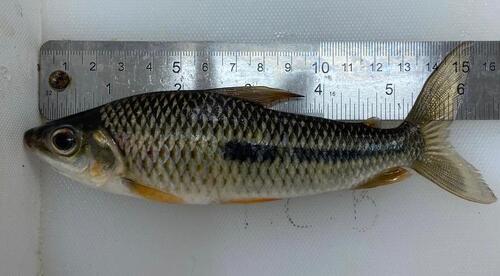 Agassiz's leporinus (Leporinus agassizii) — Anostomidae — 5