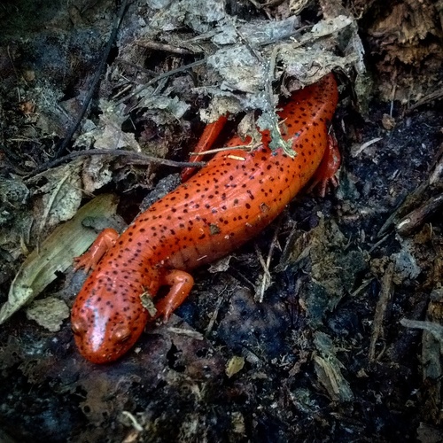Red Salamander