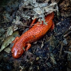 Red Salamander photo 4