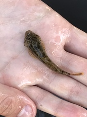 Cottus beldingii
