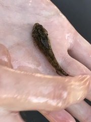 Cottus beldingii
