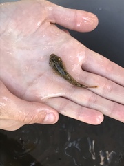 Cottus beldingii