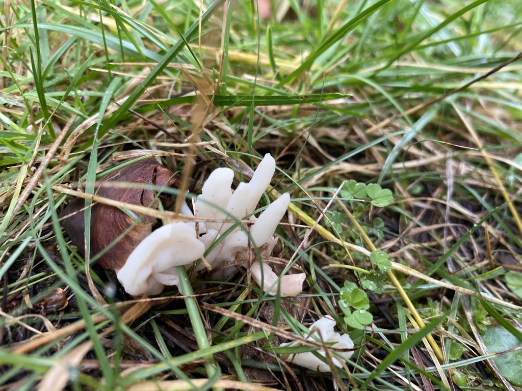 Clavulina rugosa · June 2025 · photo: © jack12347 (iNaturalist, cc0)